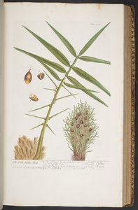 プレート 363、「A Curious Herbal」より 作： Elizabeth Blackwell