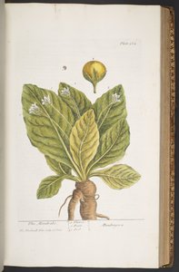 プレート 364、「A Curious Herbal」より 作： Elizabeth Blackwell