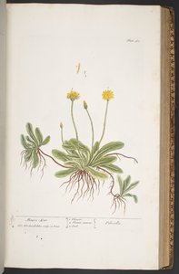プレート 365、「A Curious Herbal」より 作： Elizabeth Blackwell