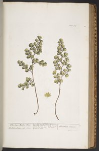 プレート 367、「A Curious Herbal」より 作： Elizabeth Blackwell