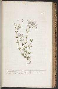 プレート 368、「A Curious Herbal」より 作： Elizabeth Blackwell