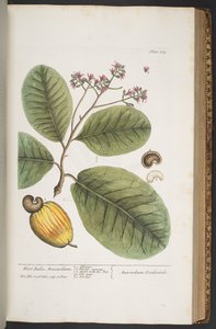 プレート 369、「A Curious Herbal」より 作： Elizabeth Blackwell