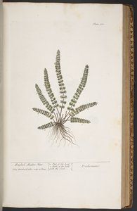 プレート 370、「A Curious Herbal」より 作： Elizabeth Blackwell