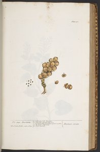 プレート 371、「A Curious Herbal」より 作： Elizabeth Blackwell