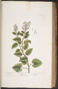 プレート 372、「A Curious Herbal」より 作： Elizabeth Blackwell