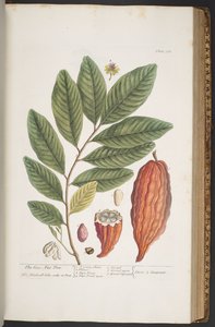 プレート 373、「A Curious Herbal」より 作： Elizabeth Blackwell