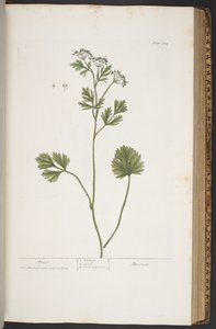 プレート 374、「A Curious Herbal」より 作： Elizabeth Blackwell