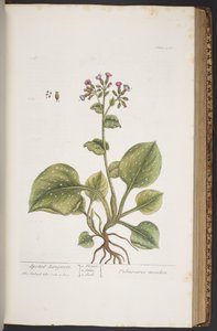 プレート 376、「A Curious Herbal」より 作： Elizabeth Blackwell
