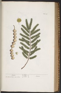 プレート 377、「A Curious Herbal」より 作： Elizabeth Blackwell