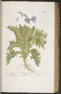 プレート 378、「A Curious Herbal」より 作： Elizabeth Blackwell