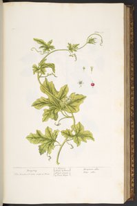 プレート 37、Bryony、「A Curious Herbal」より 作： Elizabeth Blackwell