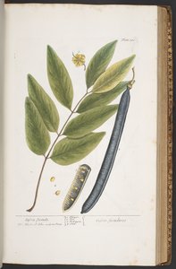 プレート 381、「A Curious Herbal」より 作： Elizabeth Blackwell