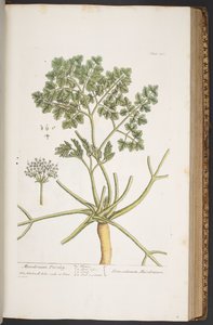 プレート 382、「A Curious Herbal」より 作： Elizabeth Blackwell