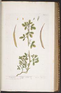 プレート 384、「A Curious Herbal」より 作： Elizabeth Blackwell