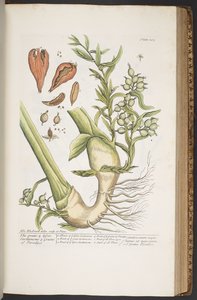 プレート 385、「A Curious Herbal」より 作： Elizabeth Blackwell