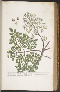 プレート 386、「A Curious Herbal」より 作： Elizabeth Blackwell