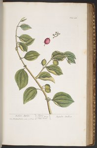 プレート 388、「A Curious Herbal」より 作： Elizabeth Blackwell
