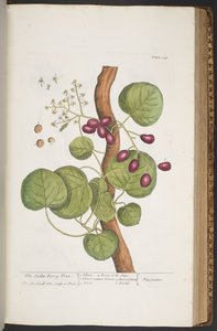 プレート 389、「A Curious Herbal」より 作： Elizabeth Blackwell