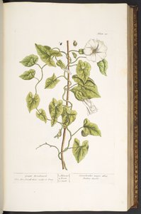 プレート 38、「A Curious Herbal」の偉大なヒルガオ 作： Elizabeth Blackwell