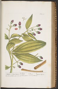 プレート 391、「A Curious Herbal」より 作： Elizabeth Blackwell