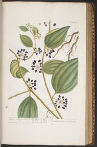 プレート 393、「A Curious Herbal」より 作： Elizabeth Blackwell