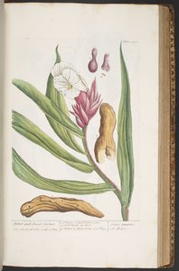 プレート 394、「A Curious Herbal」より 作： Elizabeth Blackwell