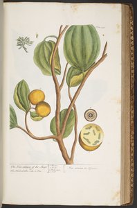 プレート 395、「A Curious Herbal」より 作： Elizabeth Blackwell