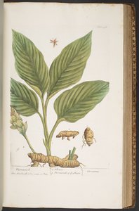 プレート 396、「A Curious Herbal」より 作： Elizabeth Blackwell