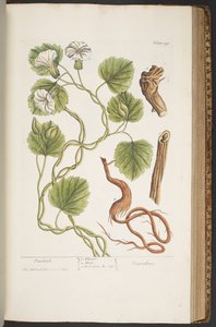 プレート 397、「A Curious Herbal」より 作： Elizabeth Blackwell
