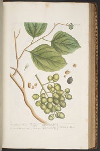 プレート 398、「A Curious Herbal」より 作： Elizabeth Blackwell