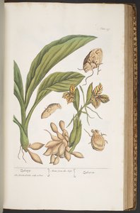 プレート 399、「A Curious Herbal」より 作： Elizabeth Blackwell