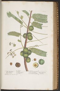 プレート 400、「A Curious Herbal」より 作： Elizabeth Blackwell