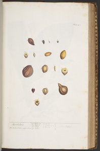プレート 401、「A Curious Herbal」より 作： Elizabeth Blackwell