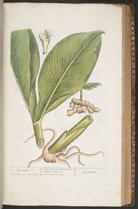 プレート 402、「A Curious Herbal」より 作： Elizabeth Blackwell