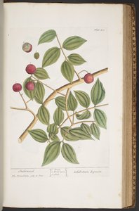 プレート 403、「A Curious Herbal」より 作： Elizabeth Blackwell