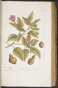 プレート 404、「A Curious Herbal」より 作： Elizabeth Blackwell