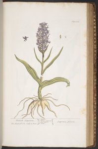 プレート 405、「A Curious Herbal」より 作： Elizabeth Blackwell