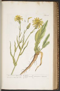 プレート 406、「A Curious Herbal」より 作： Elizabeth Blackwell