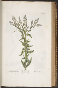 プレート 407、「A Curious Herbal」より 作： Elizabeth Blackwell