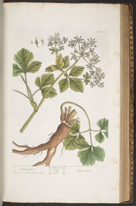 プレート 408、アレキサンダー、「A Curious Herbal」より 作： Elizabeth Blackwell
