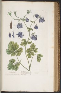 プレート 409、「A Curious Herbal」より 作： Elizabeth Blackwell