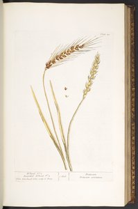 「A Curious Herbal」のプレート 40、小麦、ひげのある小麦