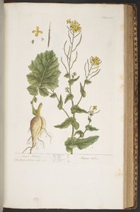 プレート 410、「A Curious Herbal」より 作： Elizabeth Blackwell