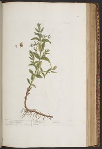 プレート 411、「A Curious Herbal」より 作： Elizabeth Blackwell