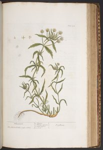 プレート 412、「A Curious Herbal」より 作： Elizabeth Blackwell