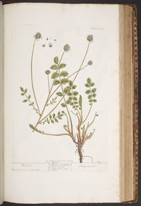 プレート 413、「A Curious Herbal」より 作： Elizabeth Blackwell