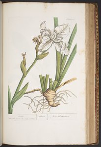 プレート 414、「A Curious Herbal」より 作： Elizabeth Blackwell