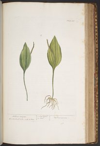 プレート 416、「A Curious Herbal」より 作： Elizabeth Blackwell