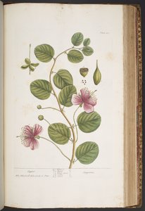 プレート 417、「A Curious Herbal」より 作： Elizabeth Blackwell