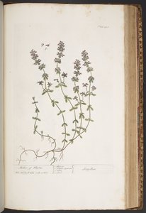 プレート 418、「A Curious Herbal」より 作： Elizabeth Blackwell
